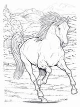 Cavalo Paard Paarden Colorir Kleurplaten Desenhos Cavalos Selvagem Animales Desenhar Cavalli Gratis Springen Cavallo Caballo Cheval Correndo Pferd Printen Caballos sketch template