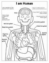 Coloring Lymphatic System Pages Worksheets Systems Printable Body Related Color sketch template