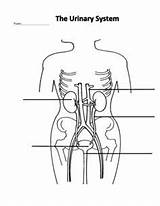 Urinary sketch template