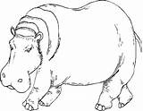 Hippo Coloring Pages Line Hippopotamus Drawing Printable Kids Color Getdrawings Print Results Face Getcolorings sketch template