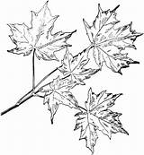 Maple Sugar Coloring Leaf Pages Drawing Tree Branchlet Line Leaves Japanese Maples sketch template