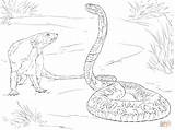 Cobra Coloring Pages Mongoose Spitting Drawing Color Kids Colorings Getdrawings Getcolorings sketch template