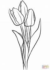 Tulips Coloring Tulip Pages Drawing Three Para Tulipanes Colorear Flower Outline Imprimir Dibujo Printable Da Disegno Supercoloring Color Fiori Tulipani sketch template