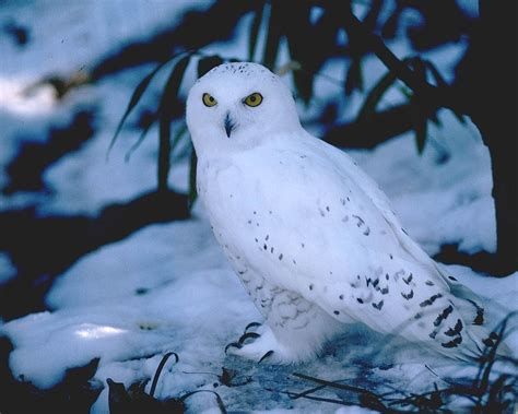 hd snowy owl wallpapers fun animals wiki  pictures stories