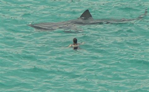 bretagne  nageur tamponne par  requin le parisien