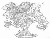 Bonsai Coloring Pages Wishes Meadowhaven Bonsaï Printable Flower Grant Wish Colors After Some Make Will Adult Flowers sketch template