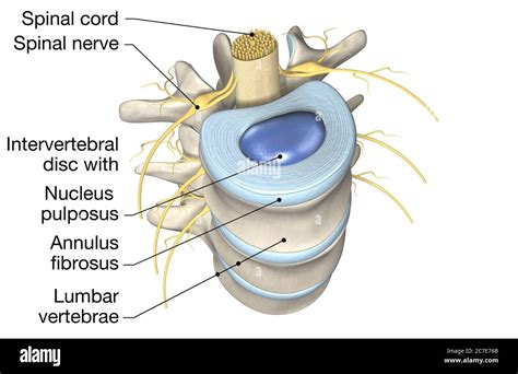 illustration showing lumbar vertebrae  intervertebral disc medically  illustration