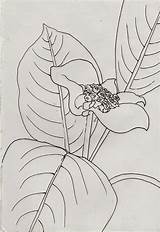 Costa Rica Made Botanic Coloring Book Palmer Luned sketch template