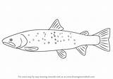Trout Draw Bull Drawing Step Fish Drawings Tutorials Drawingtutorials101 Fishes Learn Fishing Silhouette Sea Choose Board sketch template
