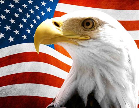flag  eagle vinyl sticker american america decal