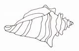 Conch Drawing Shell Draw Clipart Line Cliparts Clip Sketch Outline Flies Lord Drawings Community Library Clipartbest Choose Board Getdrawings sketch template