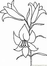 Lily Coloring Easter Pages Drawing Printable Lilies Flower Color Holidays Drawings Flowers Stargazer Plant Nature Colorings Pattern Getdrawings Paintingvalley Getcolorings sketch template
