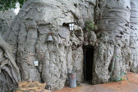 The Entrance To The Pub Inside This 6000 Year Old Baobab