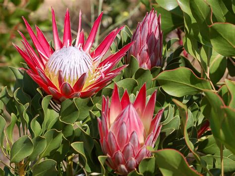 grow  care  proteas world  flowering plants
