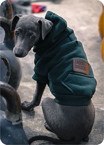 sporting  dog hoodie  fashion  function dog bandanas
