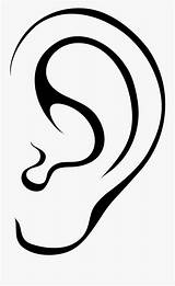 Clipart Ear Ears Clipground Cliparts sketch template