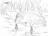 Coloring Pages Whooping Crane Cranes Printable Supercoloring sketch template