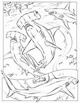 Shark Hammerhead Coloring Printable Print Designlooter Drawings Check Today Book sketch template