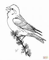 Finch Coloring Purple Pages Drawing Printable Finches Designlooter Drawings 46kb Categories sketch template