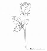 Rose Drawing Line Step Draw Animeoutline Finish sketch template