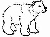 Bear Dibujos Oso Osos Mammal Anteojos Ositos Bears Vippng Animations Clipground Translucent sketch template