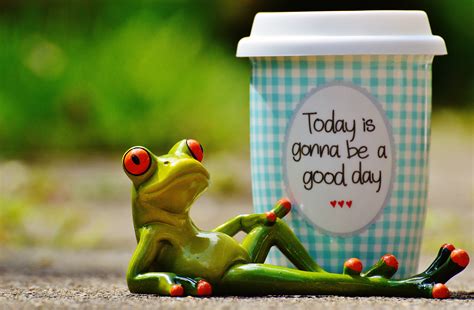 Free Images Coffee Sweet Cute Cup Green Amphibian