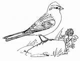 Sparrow Coloring Chipping Pages Sparrows Bird Printable Drawing Version Click Categories Designlooter Getdrawings sketch template