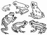 Dart Frogs Poison Grenouille Grenouilles Dessins Granotes Quan Reptile Jungle étang sketch template