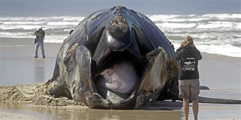 whale carcass washes up in south africa business insider