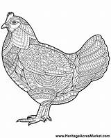 Rooster Complicated Chickens Heritage Mandalas Bauernhoftiere Heritageacresmarket Alot U2013 倉庫 日々 羊毛 sketch template