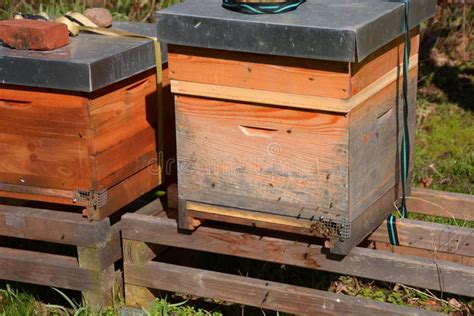 bijenkasten  de lenteszon met vliegende bijen houten bijenkorf  de tuin met startbijen