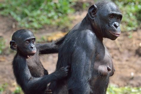bonobos may resemble humans more than you think gw today