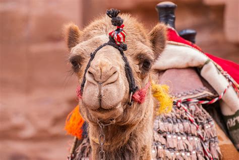 dozens of camels barred from saudi beauty contest over botox boston