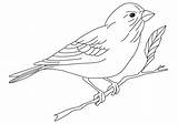 Coloring Pages Yellow Finch Crayon Printable Print Color Getcolorings Kids sketch template