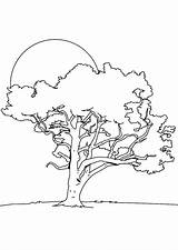 Coloring Pages Poplar sketch template