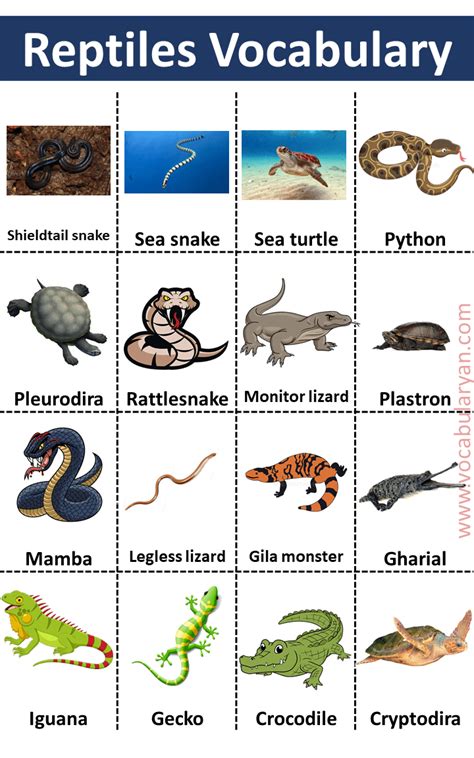 reptiles names list   pictures vocabularyan