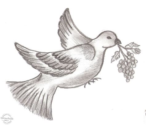 pencil sketches  birds  paintingvalleycom explore collection