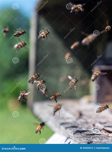 bijen tijdens de vlucht dichtbij bijenkorf stock foto image  ecologie sluit