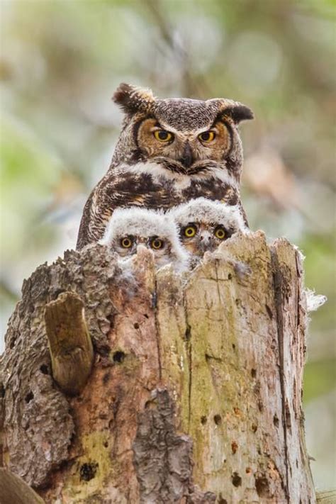 owl family owls pinterest