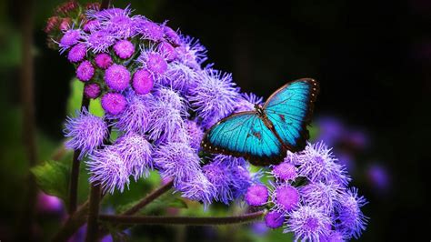 blue morpho butterfly backiee