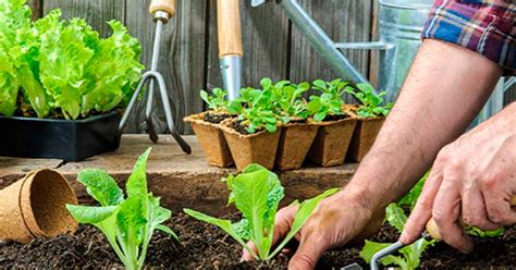 Estos Son Los Beneficios De La Jardinería Sobre Tu Salud