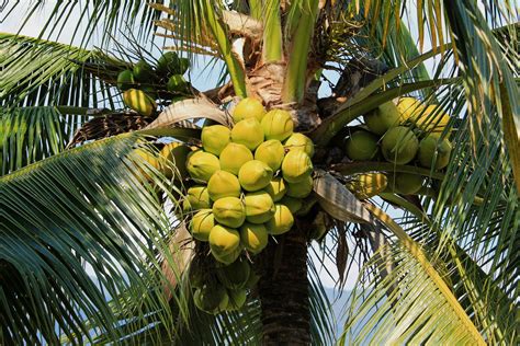 coconut palm tree  florida garden florida