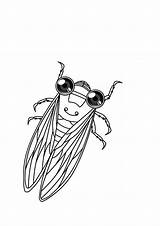 Cicada Coloring Printmania sketch template
