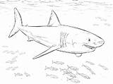 Shark Pages Color Printable Supercoloring Via sketch template