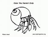 Coloring Hermit Crab Popular sketch template