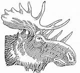 Moose Head Antlers Elk Moosehead Breweries Coloringhome sketch template