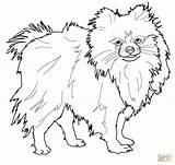 Pomeranian Coloring Pages Dog Outline Puppy Drawing Printable Chihuahua Color Dogs Print Newfoundland Koirat Väritystehtäviä Bing Koirarodut Pienet Supercoloring Sheets sketch template