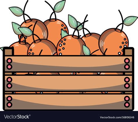 delicious oranges fruits  basket royalty  vector