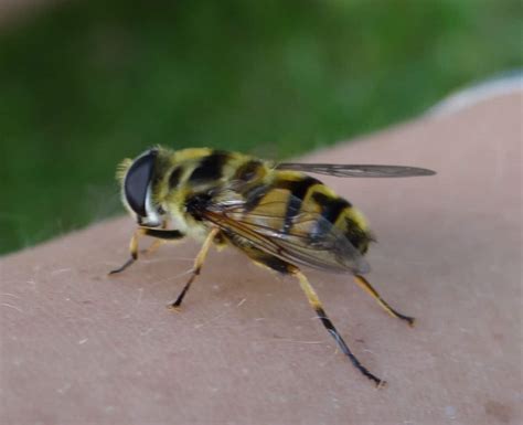 bee  wasp stings  aid  life