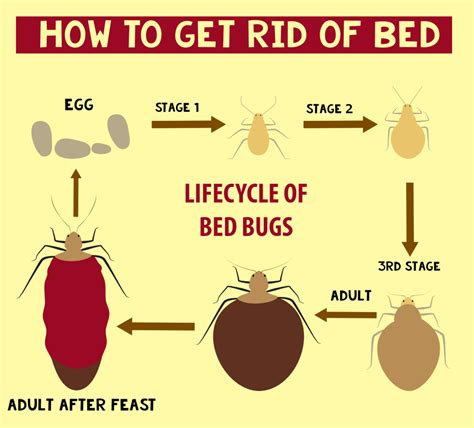 how to get rid of bed bugs infographic thepestkillers